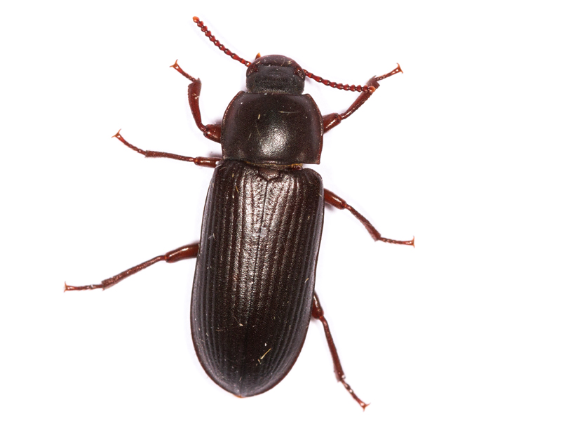 Tenebrio molitor